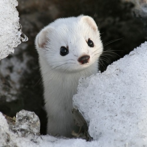 Baby Weasel Will Steal Your Soul.jpg (220 KB)